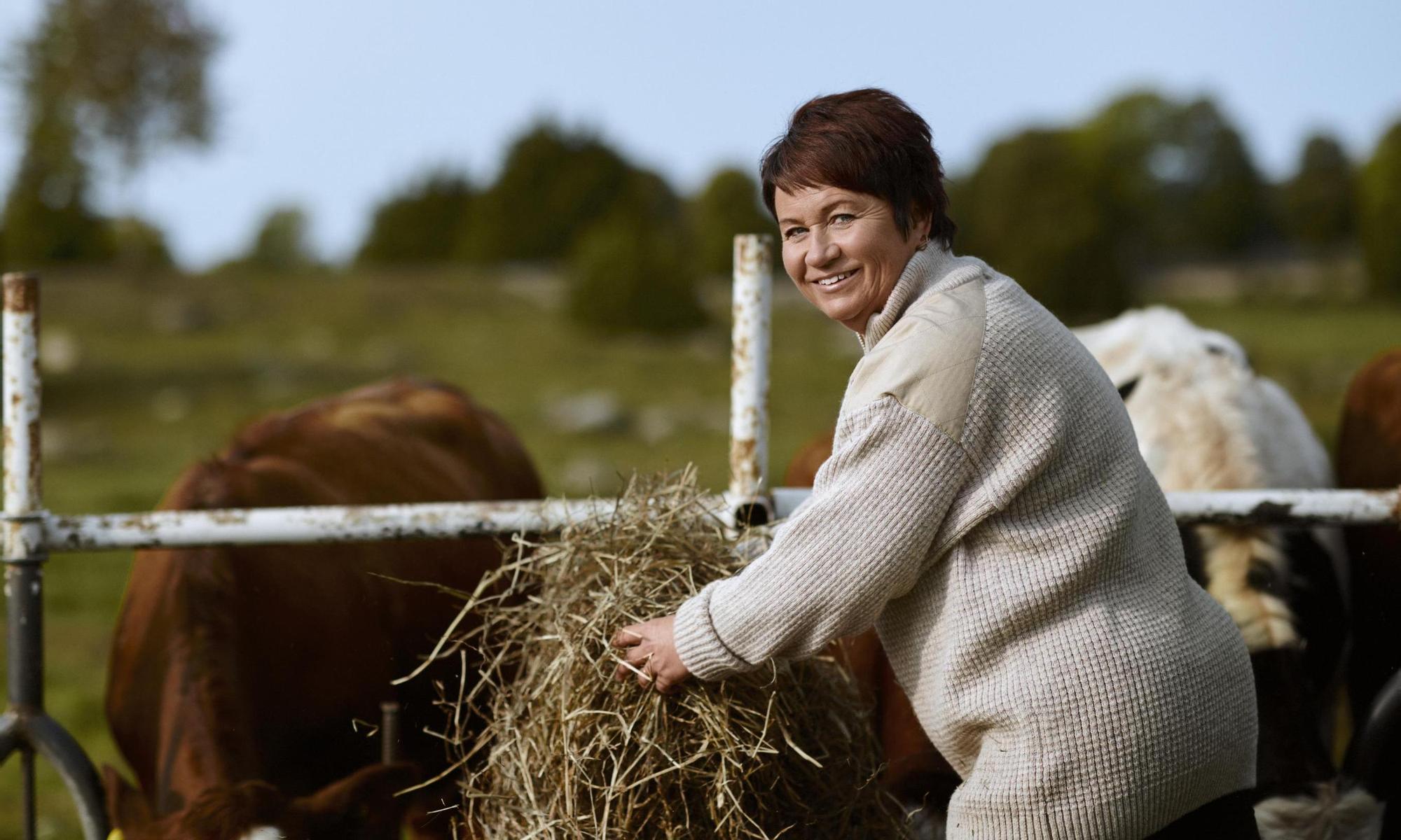 Smiling woman giving hay to cows